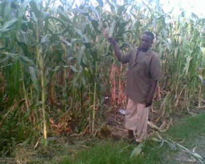 Maize with biochar and compost 